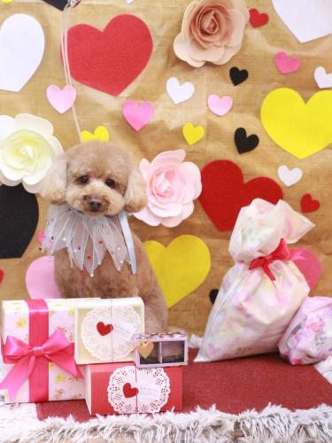 20230211リルくん